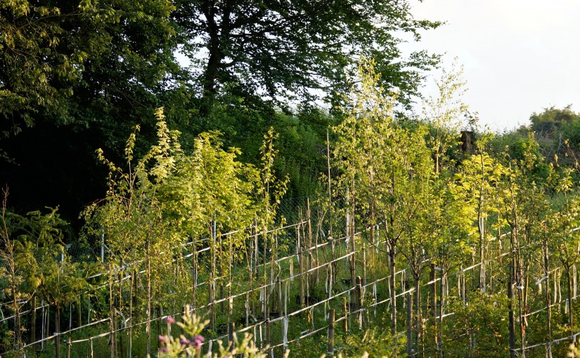 Obst aus Ihrem eigenen Garten ernten