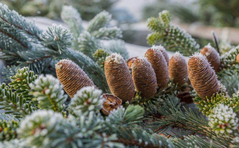 Weihnachtsbaumverkauf