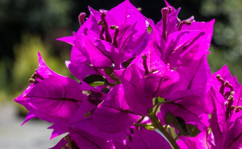 Bougainvillea