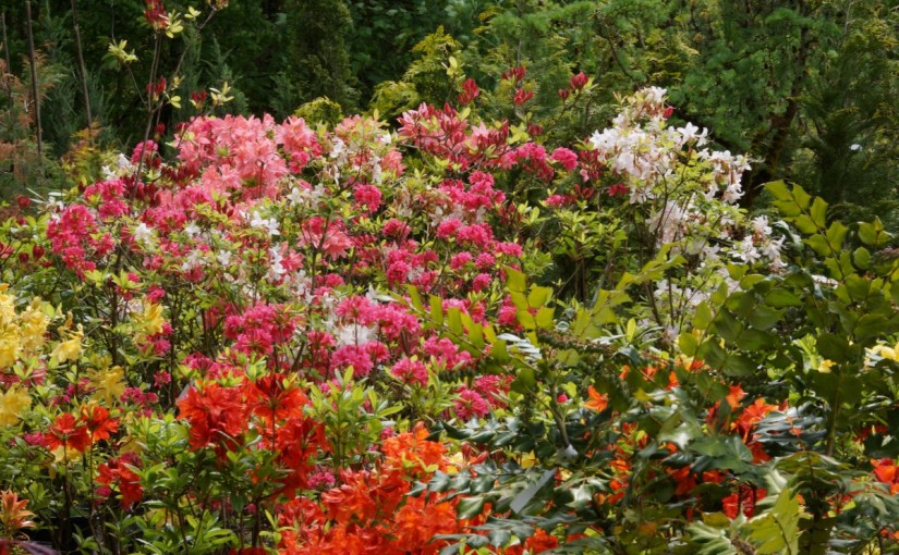 Die Rhododendren blühen in allen Farben