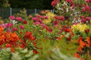 Rhododendren