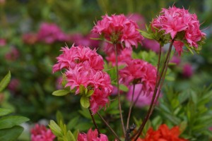 Rhododendren