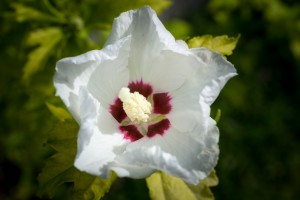 Hibiscus syriacus red heart