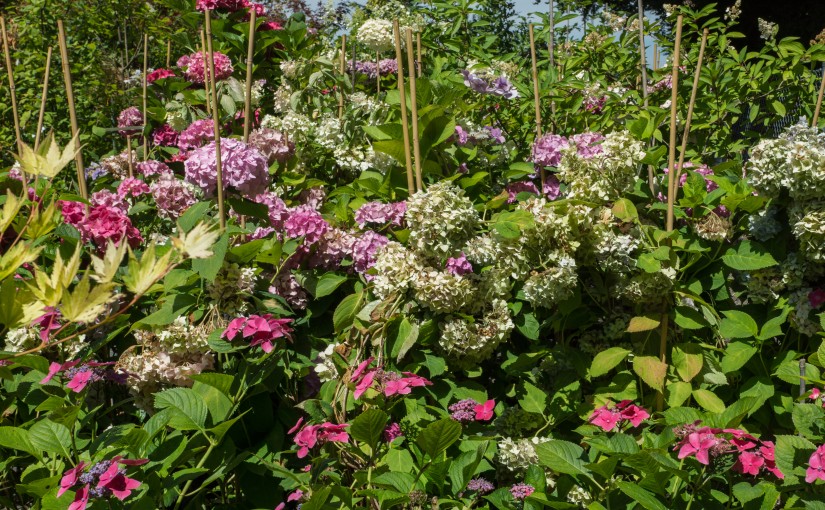 Hortensie, Hydrangea, Wasserstrauch