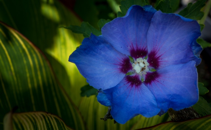 Hibiskus (Hibiscus)