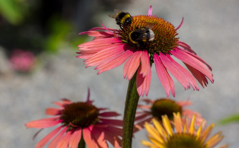 Echinacea, Sonnenhüte, Igelköpfe