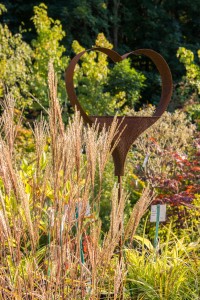 Miscanthus sinensis „Ferner Osten“