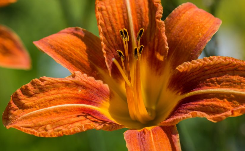 Hemerocallis – Taglilie